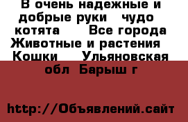 В очень надежные и добрые руки - чудо - котята!!! - Все города Животные и растения » Кошки   . Ульяновская обл.,Барыш г.